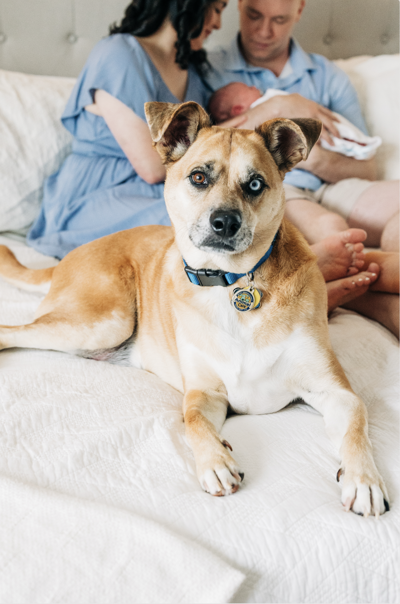 Newborn session with their dog