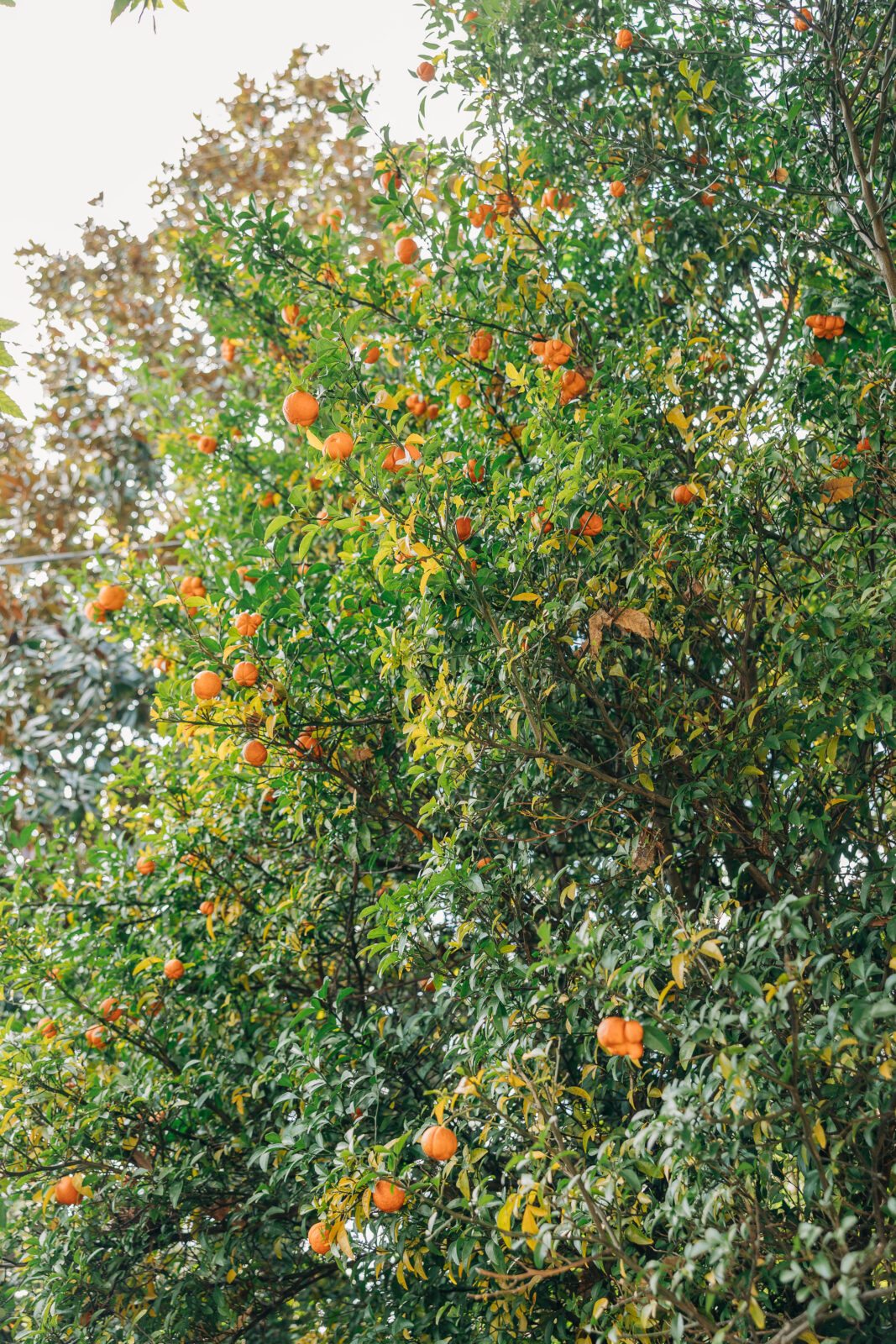 A vibrant view looking up into the canopy of an orange tree laden with ripe fruit, providing a colorful backdrop for the outdoor area of the Hartley House Wedding South Carolina venue