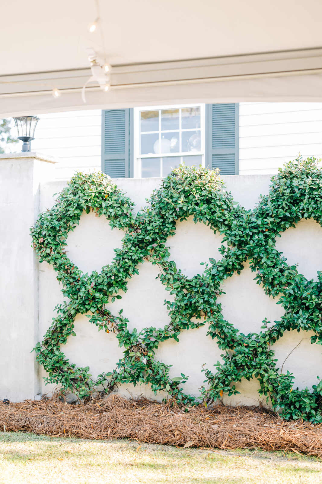 The exterior concrete wall of the venue, beautifully decorated with green vines trained in a geometric diamond pattern